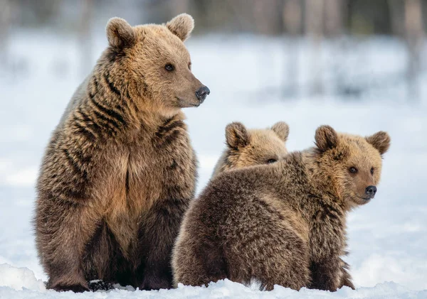 Lei Orso Orso Cuccioli Sulla Neve Nella Foresta Invernale Natura — Foto Stock