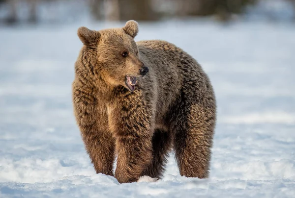 Коричневий Ведмідь Снігу Зимовий Ліс Scientific Name Ursus Arctos Дика — стокове фото