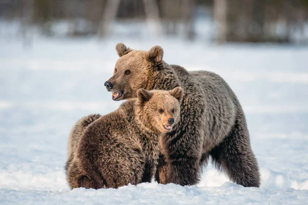 Björnbjörn Och Björnunge Snön Vinterskogen Vild Natur Naturlig Livsmiljö Brunbjörn — Stockfoto