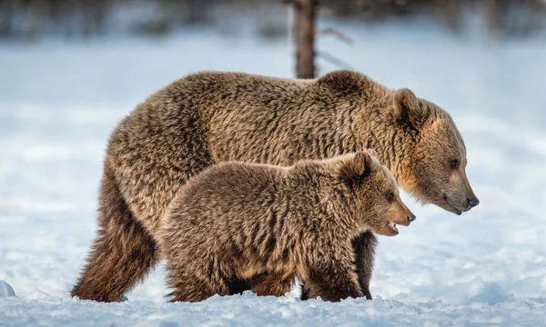 Medvědice Medvědí Mládě Kráčející Sněhu Zimním Lese Divoká Příroda Přírodní — Stock fotografie