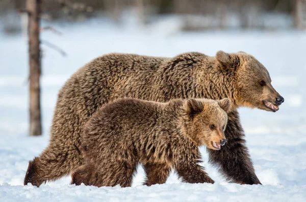 在冬天的森林里 小熊和小熊在雪地上散步 野生自然 自然栖息地 Ursus Arctos Arctos — 图库照片