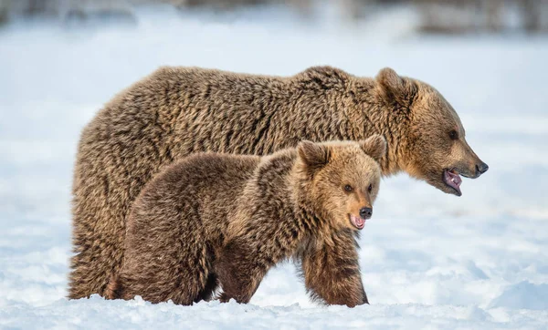 Beer Beer Jong Wandelen Sneeuw Winter Bos Wilde Natuur Natuurlijke — Stockfoto