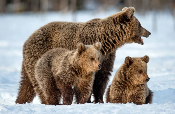 She Bear Bear Cubs Snow Winter Forest Wild Nature Natural — Stock Photo, Image