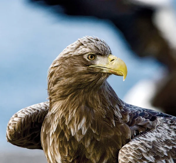 Águia Cauda Branca Nome Científico Haliaeetus Albcilla — Fotografia de Stock