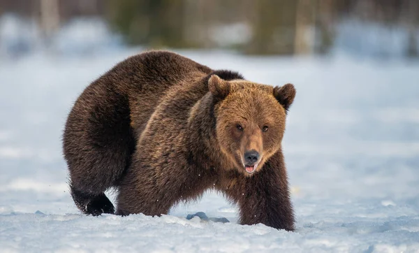 Καφέ Αρκούδα Στο Χιόνι Στο Δάσος Του Χειμώνα Επιστημονική Ονομασία — Φωτογραφία Αρχείου