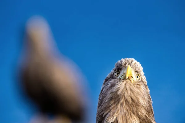 白尾鹰 Haliaeetus Albcilla — 图库照片
