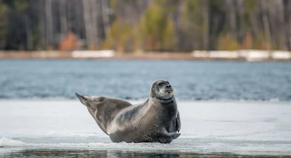 Tuleni Odpočívají Ledové Kře Vousatý Tuleň Také Nazývaný Čtvercový Ploutev — Stock fotografie