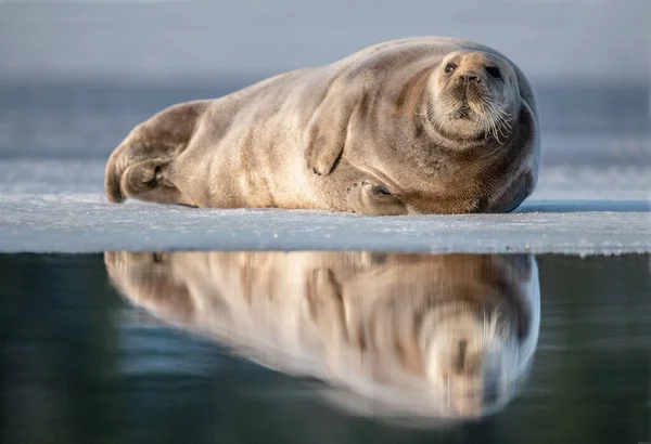 Tuleni Odpočívají Ledové Kře Zapadajícím Slunci Vousatý Tuleň Také Nazývaný — Stock fotografie