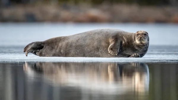 Zeehond Rustend Een Ijsschots Bij Zonsondergang Licht Het Bebaarde Zegel — Stockfoto