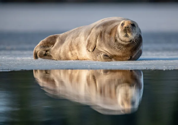 Tuleni Odpočívají Ledové Kře Zapadajícím Slunci Vousatý Tuleň Také Nazývaný — Stock fotografie
