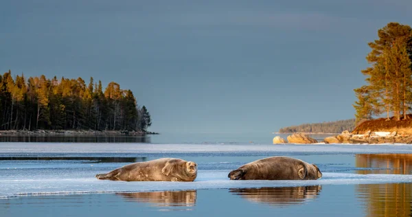 Seals Resting Ice Floe Sunset Light Bearded Seal Also Called — Stock Photo, Image