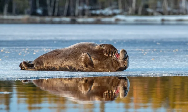 Tuleni Odpočívají Ledové Kře Zapadajícím Slunci Vousatý Tuleň Také Nazývaný — Stock fotografie