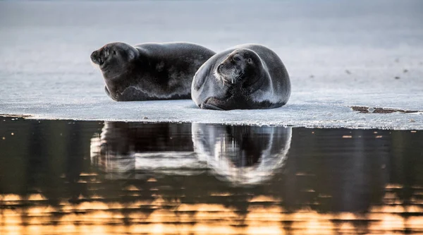 Tuleni Odpočívají Ledové Kře Soumraku Zapadajícího Slunce Vousatý Tuleň Také — Stock fotografie