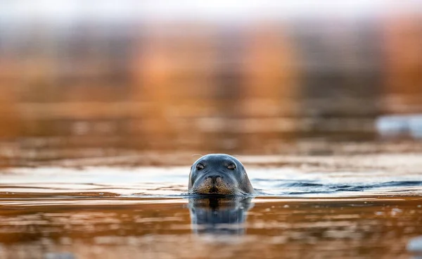 Sigillo Nuoto Nel Riflesso Del Tramonto Sigillo Barbuto Chiamato Anche — Foto Stock