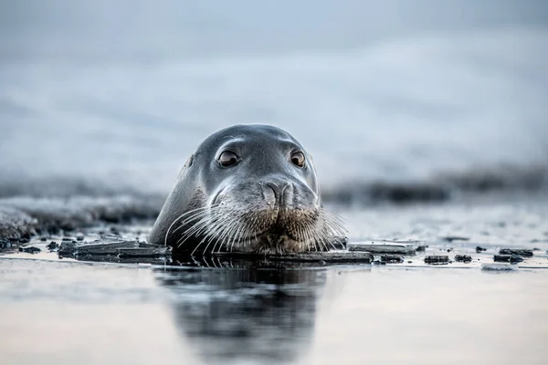 Zwemmende Zeehond Reflectie Het Wateroppervlak Het Bebaarde Zegel Ook Wel — Stockfoto