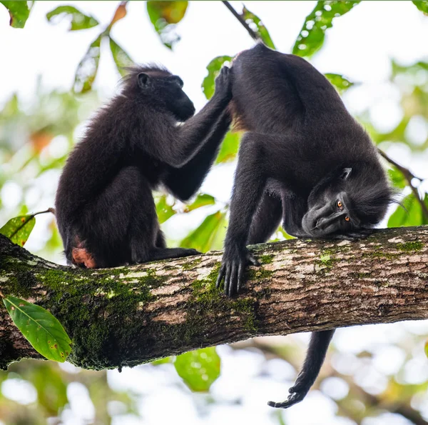 Opice Upravují Celebes Vyvýšil Makaky Větvi Stromu Zavřít Portrét Černý — Stock fotografie