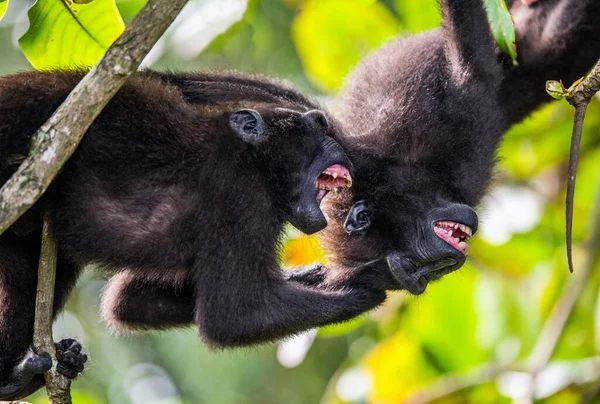 Majmok Elleni Harc Celebek Makákókat Crested Fekete Makákót Sulawesi Kérges — Stock Fotó