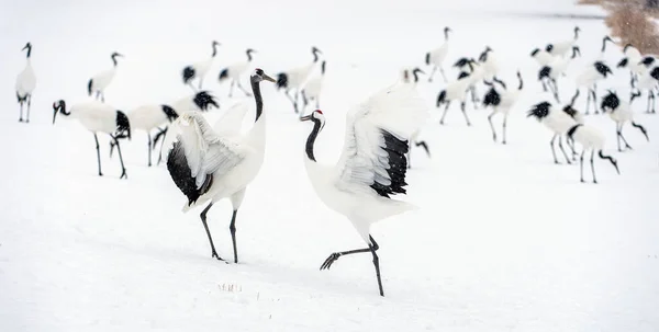 Dans Eden Turnalar Vinçlerin Evlilik Töreni Dansı Kırmızı Taçlı Turna — Stok fotoğraf