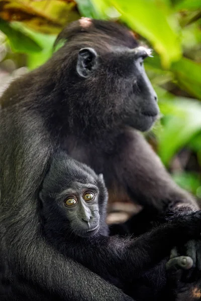 Celebes Kuifmakaak Welp Cub Die Borstvoeding Geeft Aan Moedermelk Kuifzwarte — Stockfoto