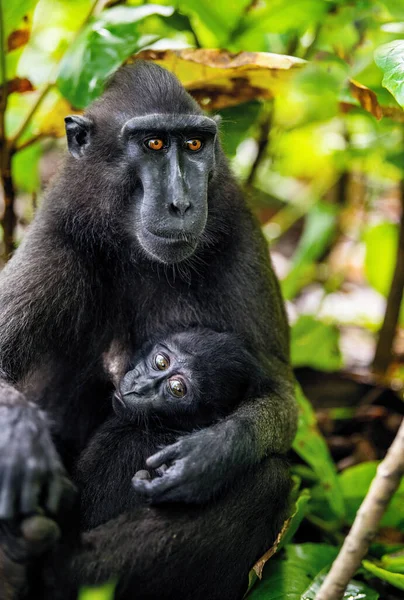 Celebes Kuifmakaak Welp Cub Die Borstvoeding Geeft Aan Moedermelk Kuifzwarte — Stockfoto