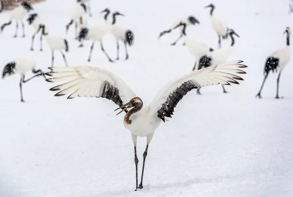 Dancing Crane. The ritual marriage dance of juvenile red-crowned crane. Scientific name: Grus japonensis, also called the Japanese crane or Manchurian crane. Natural habitat. Japan