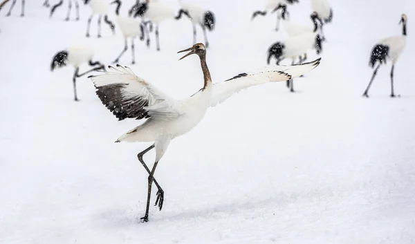 Dansende Kraan Rituele Huwelijksdans Van Jeugdige Roodgekroonde Kraanvogel Wetenschappelijke Naam — Stockfoto