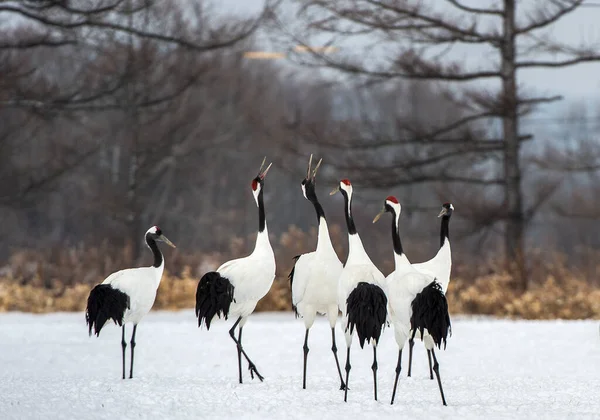 Singing Cranes Ritual Marriage Dance Cranes Red Crowned Crane Scientific — Stock Photo, Image