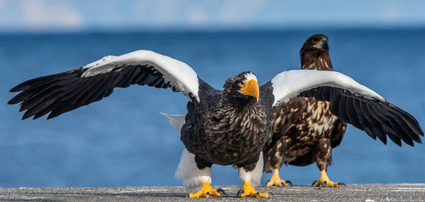 成虫のワシは羽を広げた フロントビュー 大人のステラの海ワシの肖像画を閉じます Haliaeetus Pelagicus そうだ 青の背景 — ストック写真