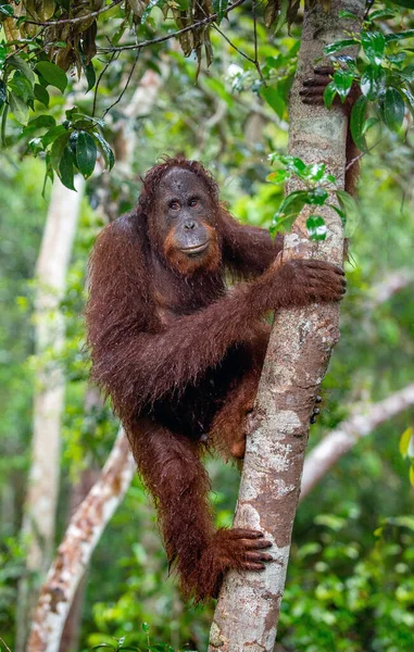 在大自然的雨中 婆罗洲猩猩在树上栖息 中婆罗洲猩猩 Pongo Pygmaeus Wurmbii 自然栖息地婆罗洲热带雨林 — 图库照片