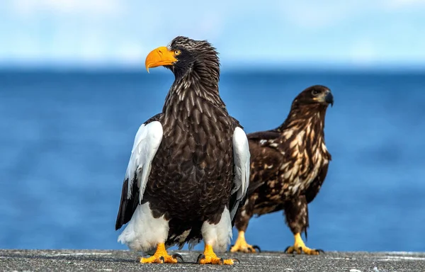 アダルト ステラーの海ワシ 肖像画を閉めろ Haliaeetus Pelagicus 青の背景 — ストック写真