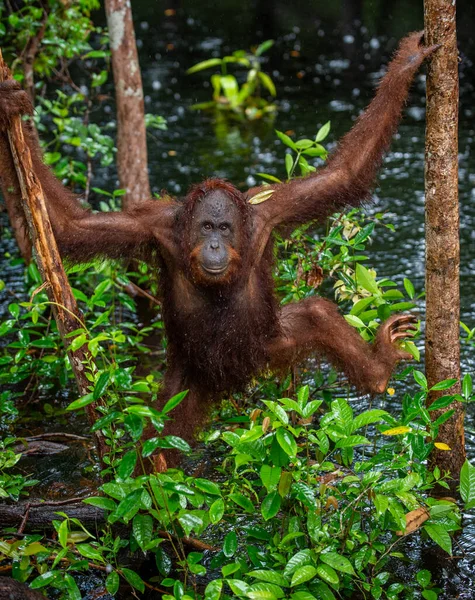 在大自然的雨中 婆罗洲猩猩在树上栖息 中婆罗洲猩猩 Pongo Pygmaeus Wurmbii 自然栖息地婆罗洲热带雨林 — 图库照片
