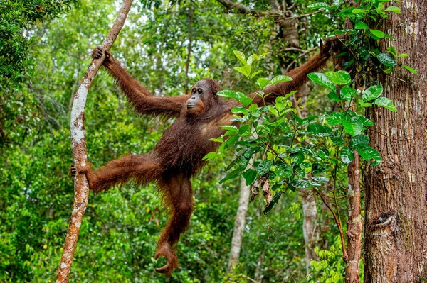 Борнеев Орангутанг Дереве Дождем Дикой Природе Центрально Борнейский Орангутан Научное — стоковое фото