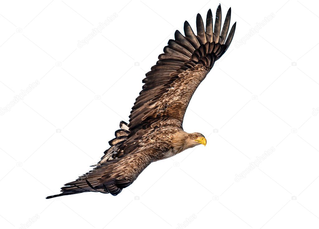 Juvenile White Tailed Eagle in flight with Wings Spread. Scientific name: