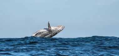 Kambur balina ihlali. Kambur balina sudan atlıyor. Megaptera novaeangliae. Güney Afrika. 