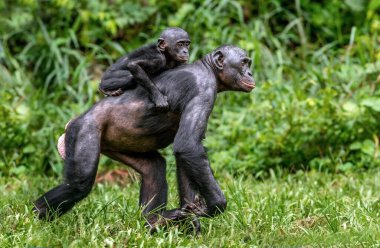 Bonobo yavrusu annenin sırtında. Bebekli Bonobo, yeşil doğal bir geçmişi var. Bonobo, Bilimsel adı Pan paniscus, daha önce pigme şempanze olarak adlandırılmıştır. Demokratik Kongo Cumhuriyeti. Afrika
