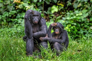 Bebekli Bonobo. Bilimsel adı Pan paniscus, pigme şempanze olarak bilinir. Demokratik Kongo Cumhuriyeti. Afrika