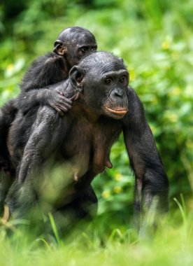 Bonobo yavrusu annenin sırtında. Bebekli Bonobo, yeşil doğal bir geçmişi var. Bonobo, Bilimsel adı Pan paniscus, daha önce pigme şempanze olarak adlandırılmıştır. Demokratik Kongo Cumhuriyeti. Afrika