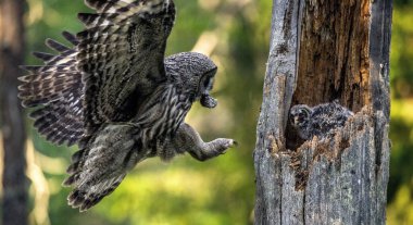 Baykuş, yaşlı bir ağacın oyuğunda yuvada oturan yavruları besler. Ural baykuş (Strix uralensis). Yaz ormanı. Doğal yaşam alanı.