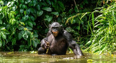 The Bonobo in the water. Scientific name: Pan paniscus, earlier being called the pygmy chimpanzee. Democratic Republic of Congo. Africa clipart