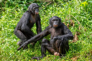 Çimlerin üzerinde bonobo. Yeşil doğal arka plan. Bonobo, Bilimsel adı Pan paniscus, daha önce pigme şempanze olarak adlandırılmıştır. Demokratik Kongo Cumhuriyeti. Afrikaca