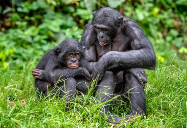 Bebekli Bonobo. Bilimsel adı Pan paniscus, pigme şempanze olarak bilinir. Demokratik Kongo Cumhuriyeti. Afrika