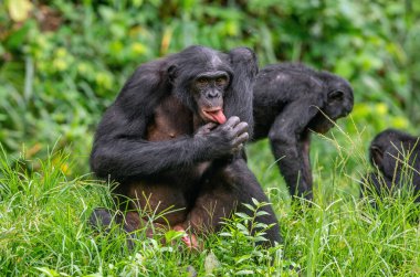 Bonobo erkeği çimlerin üzerinde oturuyor ve elini yalıyor. Yeşil doğal arka plan. Bonobo, Bilimsel adı Pan paniscus, daha önce pigme şempanze olarak adlandırılmıştır. Demokratik Kongo Cumhuriyeti.