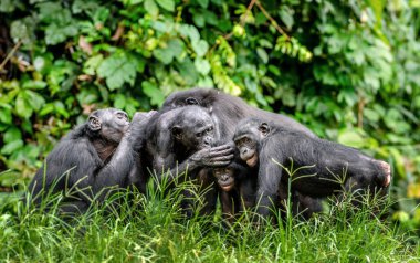 Yeşil doğal arka planda bir grup bonobo. Bonobo, Bilimsel adı Pan paniscus, bazen pigme şempanze olarak da bilinir. Demokratik Kongo Cumhuriyeti. Afrika
