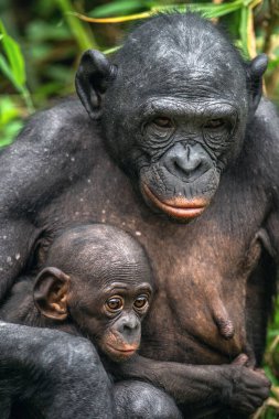 Bebekli Bonobo. Bilimsel adı Pan paniscus, pigme şempanze olarak bilinir. Demokratik Kongo Cumhuriyeti. Afrika