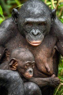 Bebekli Bonobo. Bilimsel adı Pan paniscus, pigme şempanze olarak bilinir. Demokratik Kongo Cumhuriyeti. Afrika