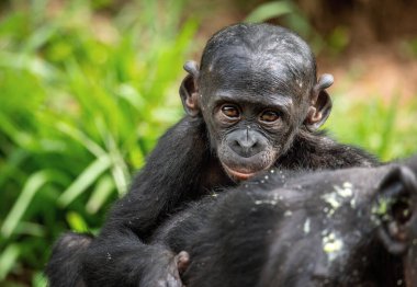 Bonobo yavrusu annenin sırtında. Bonobo, Bilimsel adı Pan paniscus, daha önce pigme şempanze olarak adlandırılmıştır. Demokratik Kongo Cumhuriyeti. Afrika