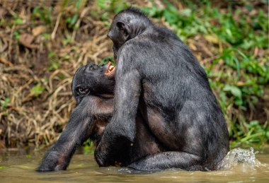 Bonoboların suda seks yapması. Bilimsel adı Pan paniscus, daha önce pigme şempanze olarak biliniyordu. Demokratik Kongo Cumhuriyeti. Afrika