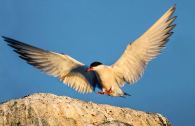 Bir taşın üzerine kanatları açık teras. Mavi gökyüzü arka planında gün batımında yetişkin bir deniz feneri. Yaklaş, ön manzara. Bilimsel adı: Sterna hirundo