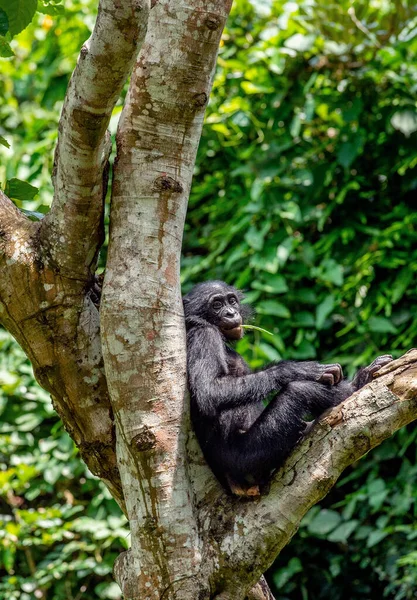 Bonobo Tree — Stock Photo, Image