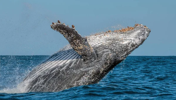 Knölval Bryter Sig Knölval Hoppar Upp Vattnet Megaptera Novaeangliae Sydafrika — Stockfoto